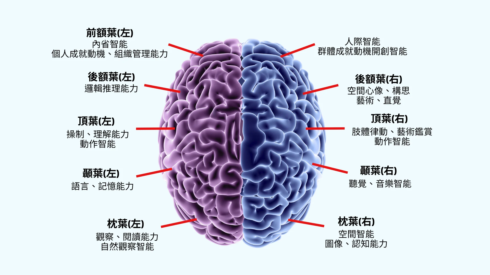 大腦分區
